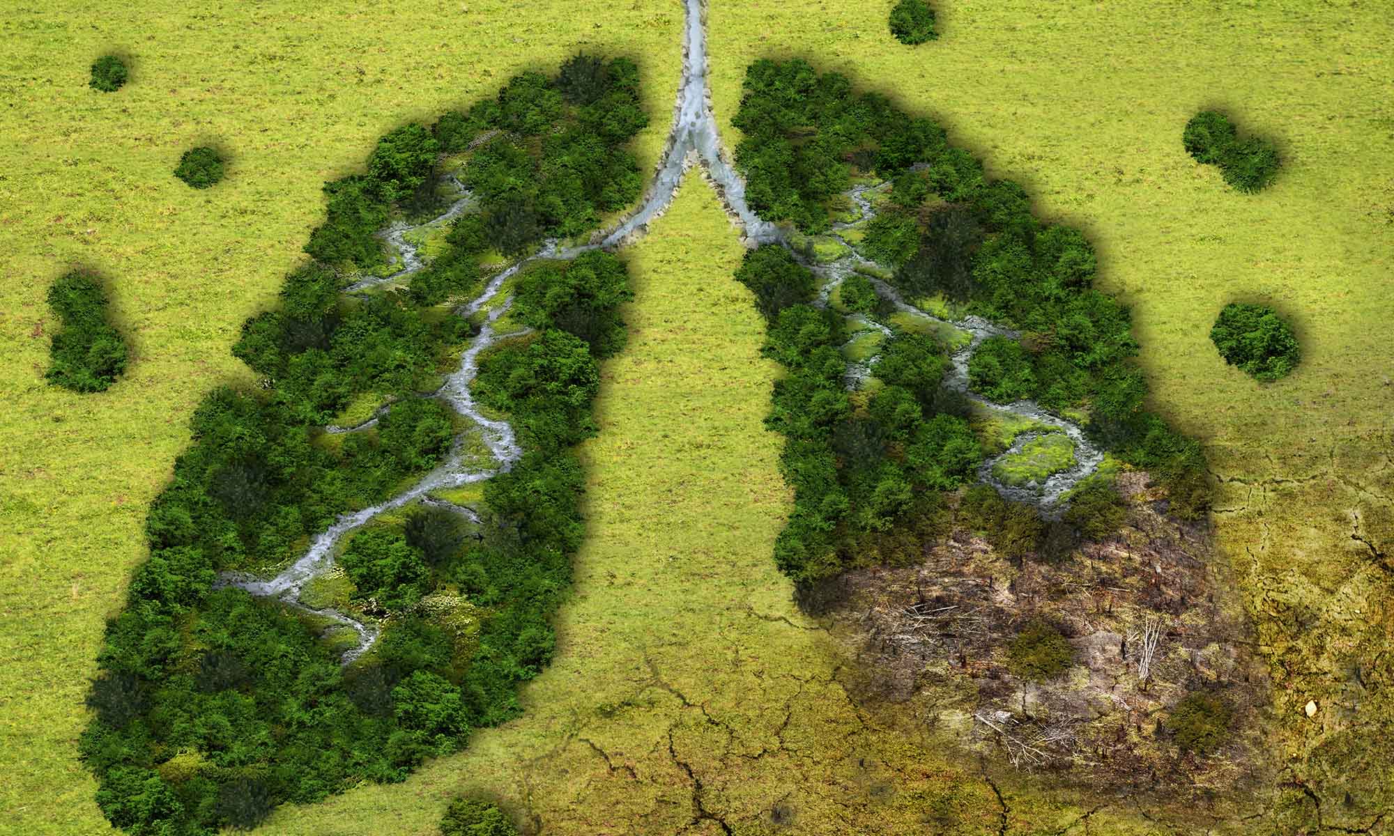 lungs of the world